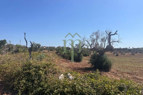 Ruinere i Carovigno, Brindisi, Carovigno - € 385.000 | Ref: Proprietà Pinea - foto 26